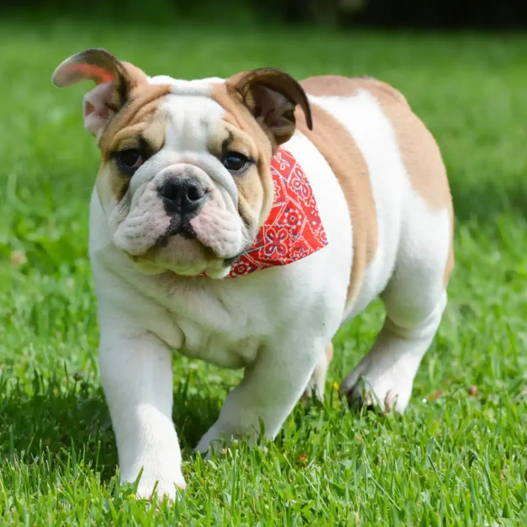 Australian Bulldog