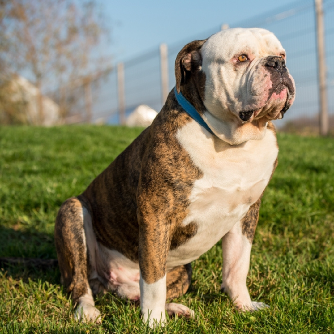 Victorian Bulldog