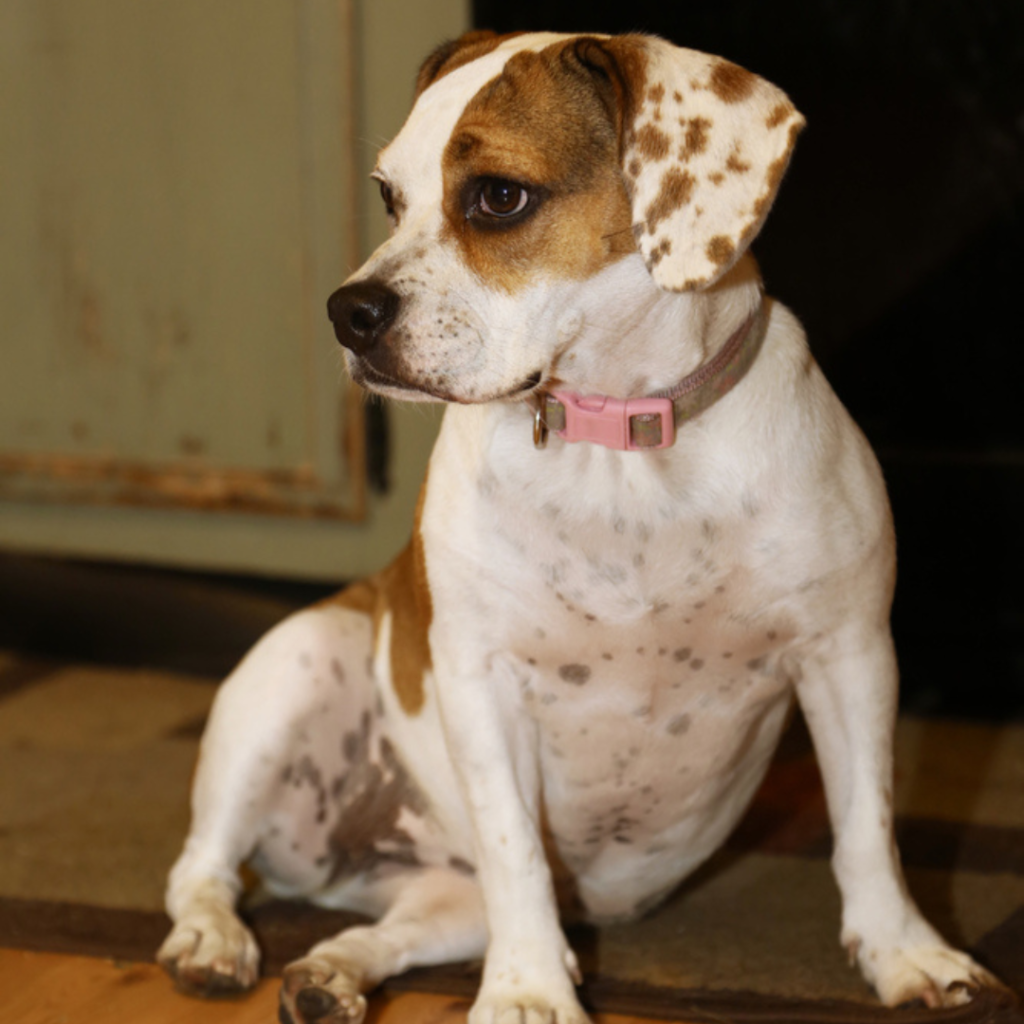 Beabull (Bulldog + Beagle)