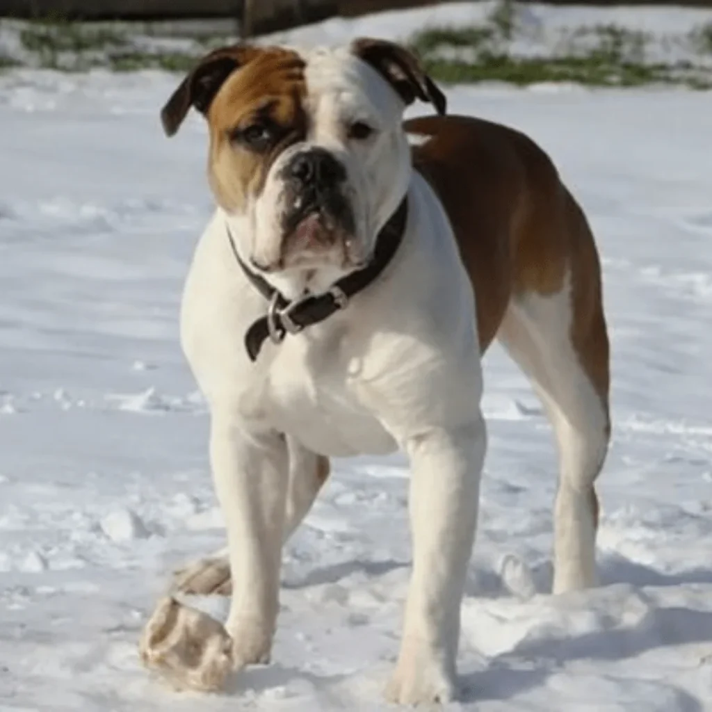 Victorian Bulldog