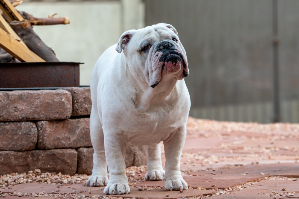 Lifespan of English Bulldogs