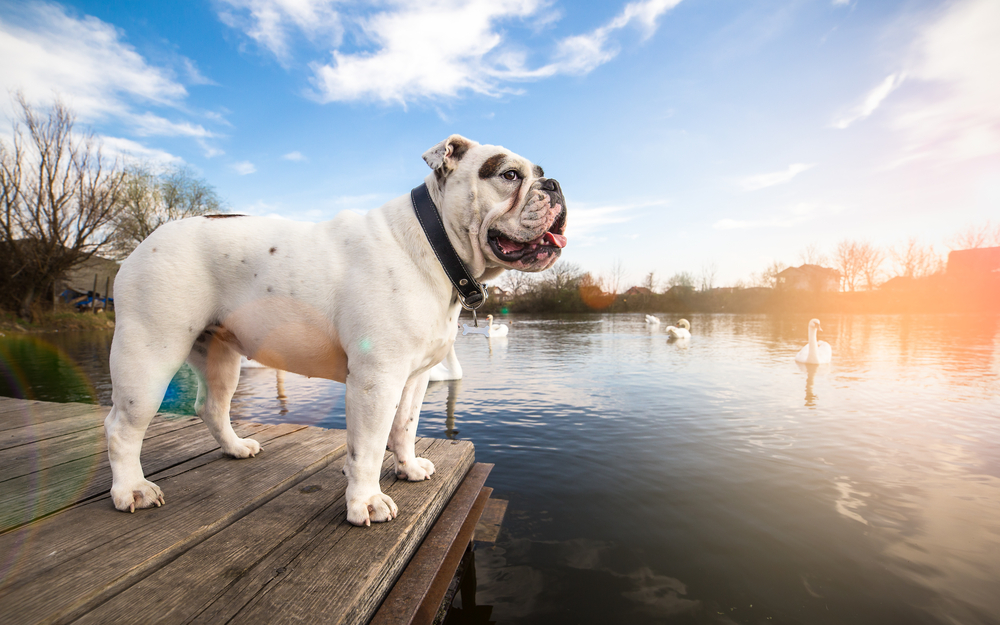 White English Bulldog