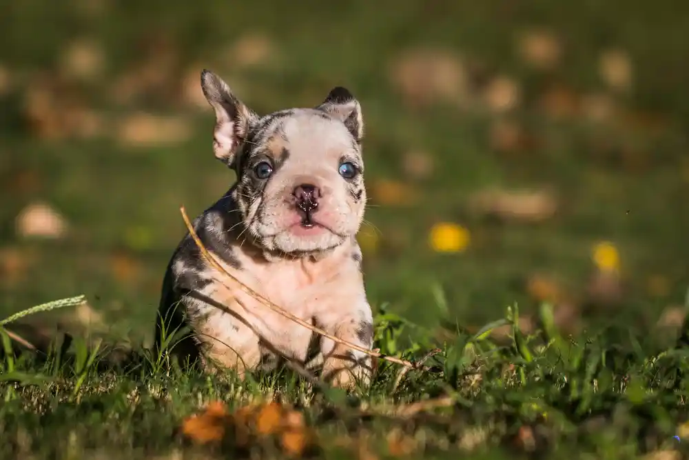 blue merle english bulldog