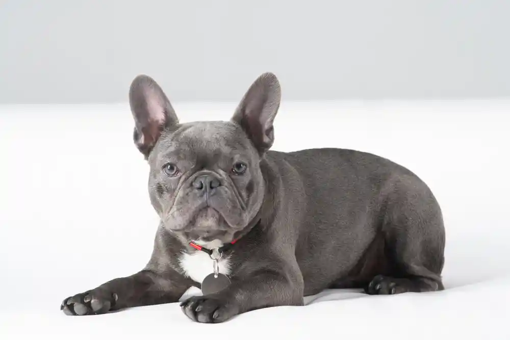 Grey Bulldog