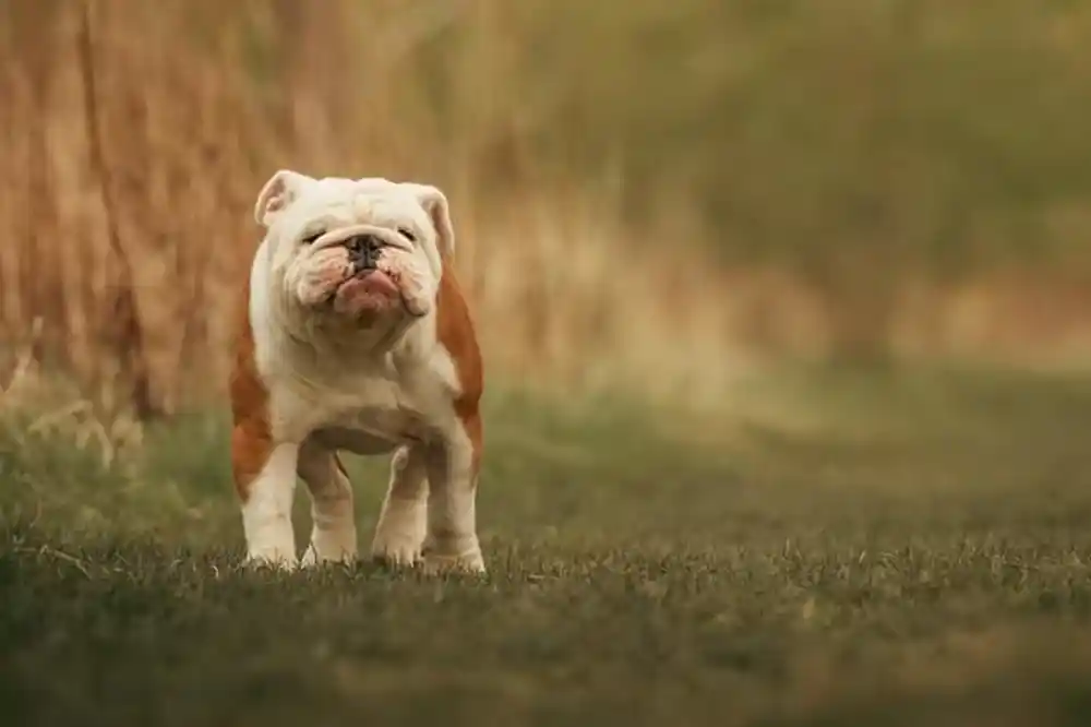 British Bulldog Breeders