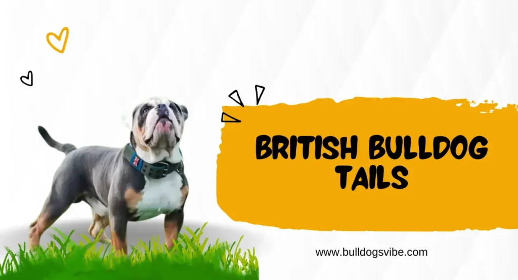 British Bulldog Tails