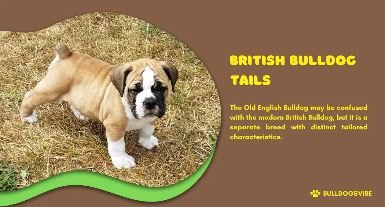 British Bulldog Tails