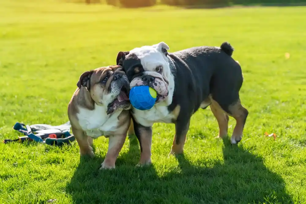 Dog Collar for English Bulldogs