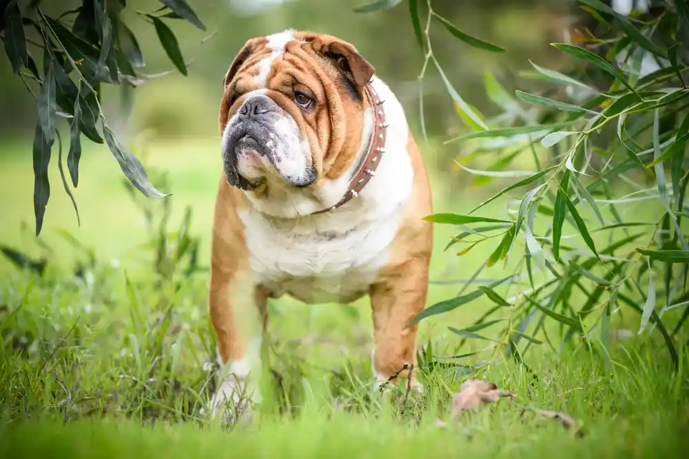 English Bulldog Lifespan