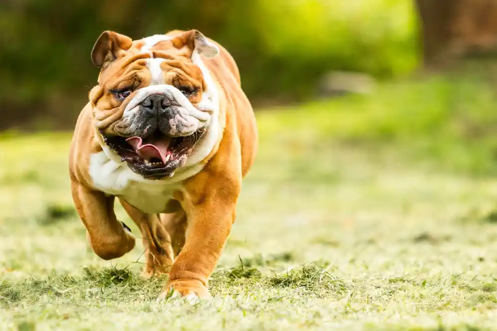 English Bulldog Muzzles
