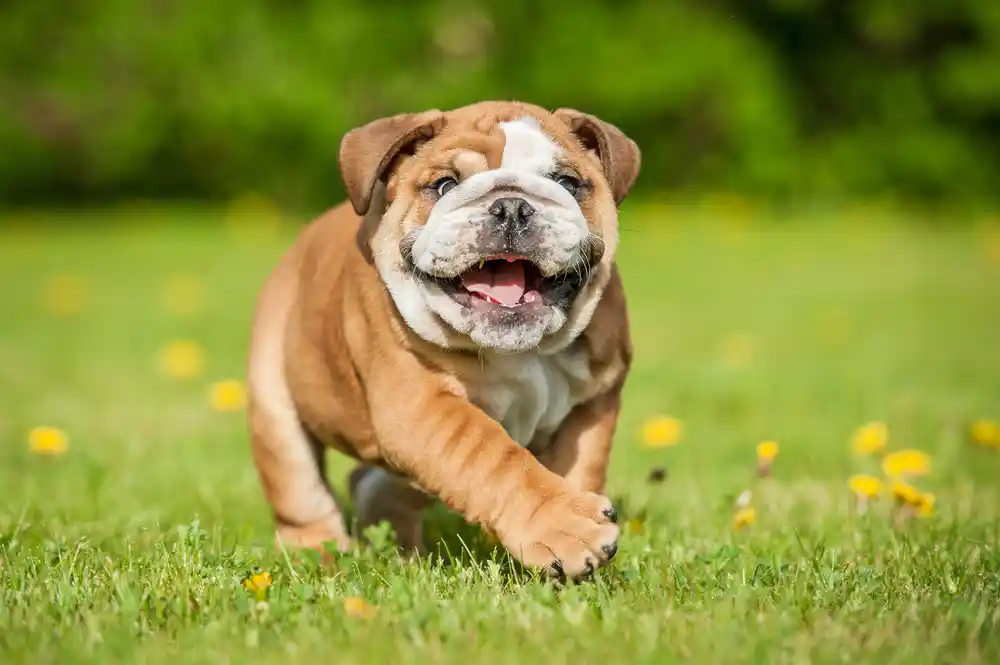 English Bulldog Puppies