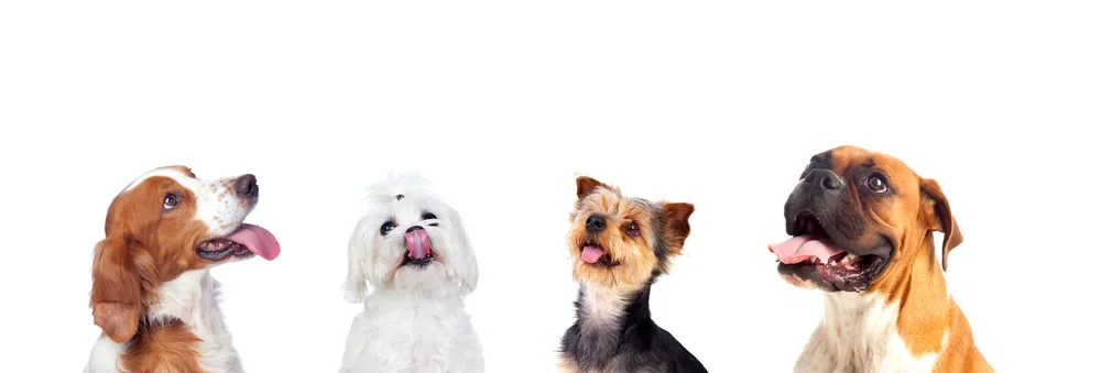 What are the different bulldog breeds