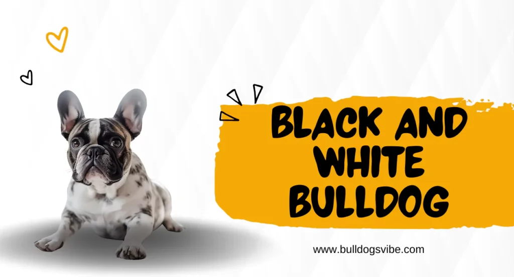 BLACK AND WHITE BULLDOG