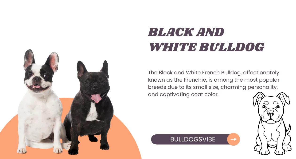BLACK AND WHITE BULLDOG