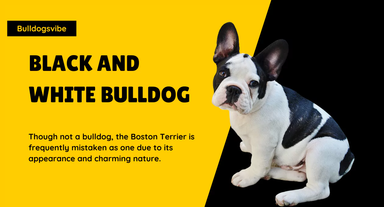 BLACK AND WHITE BULLDOG