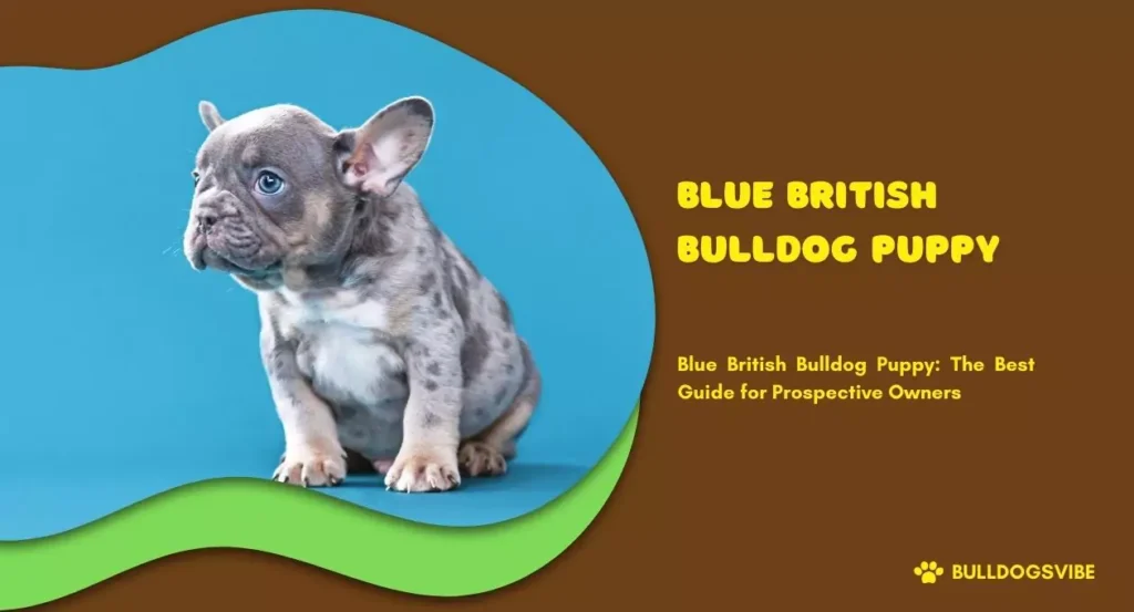 BLUE BRITISH BULLDOG PUPPY