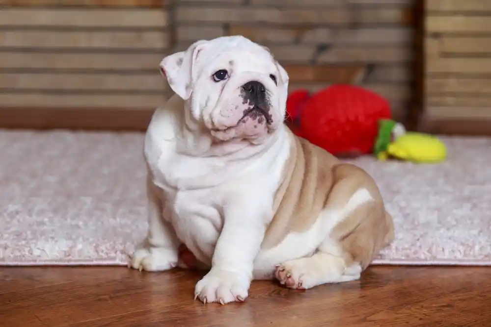 How To Breed An English Bulldog