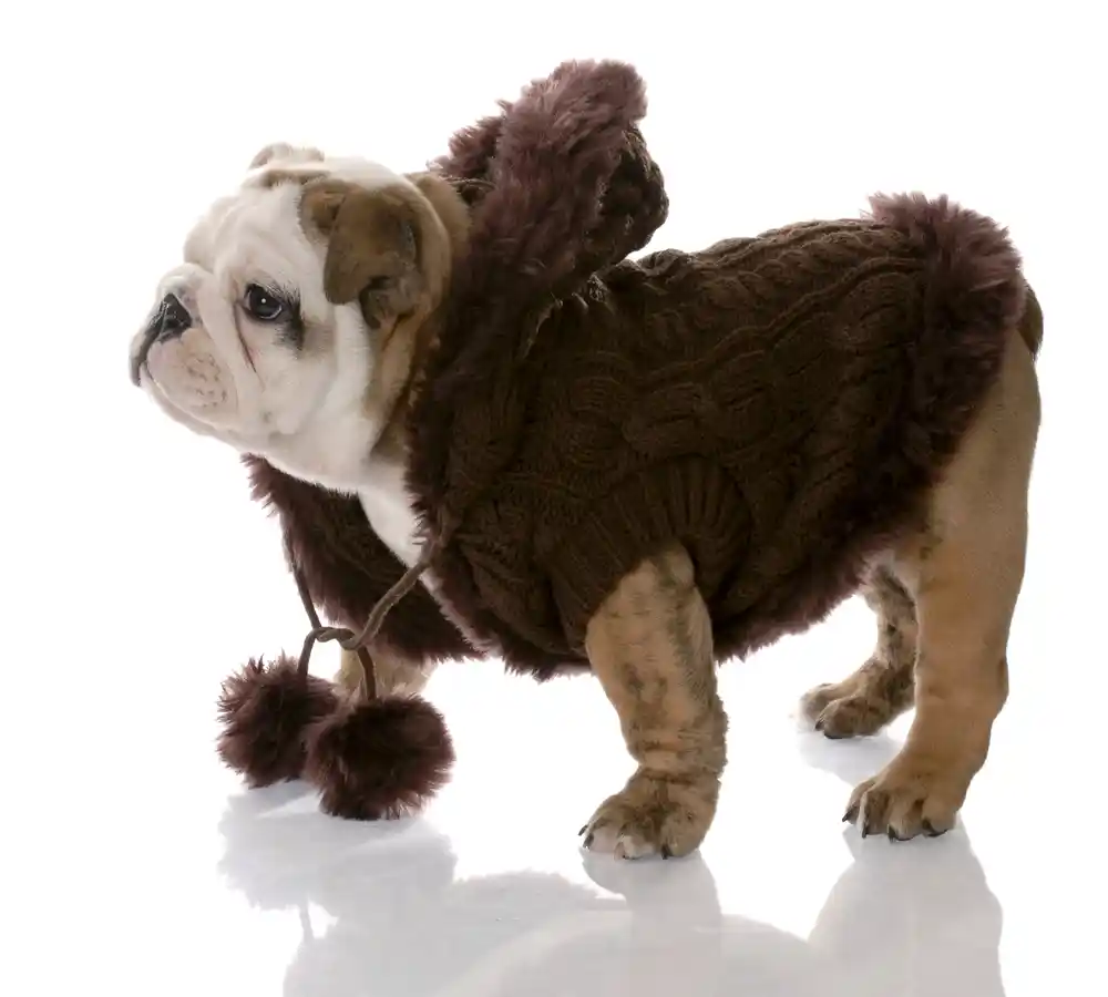 British Bulldog Coat