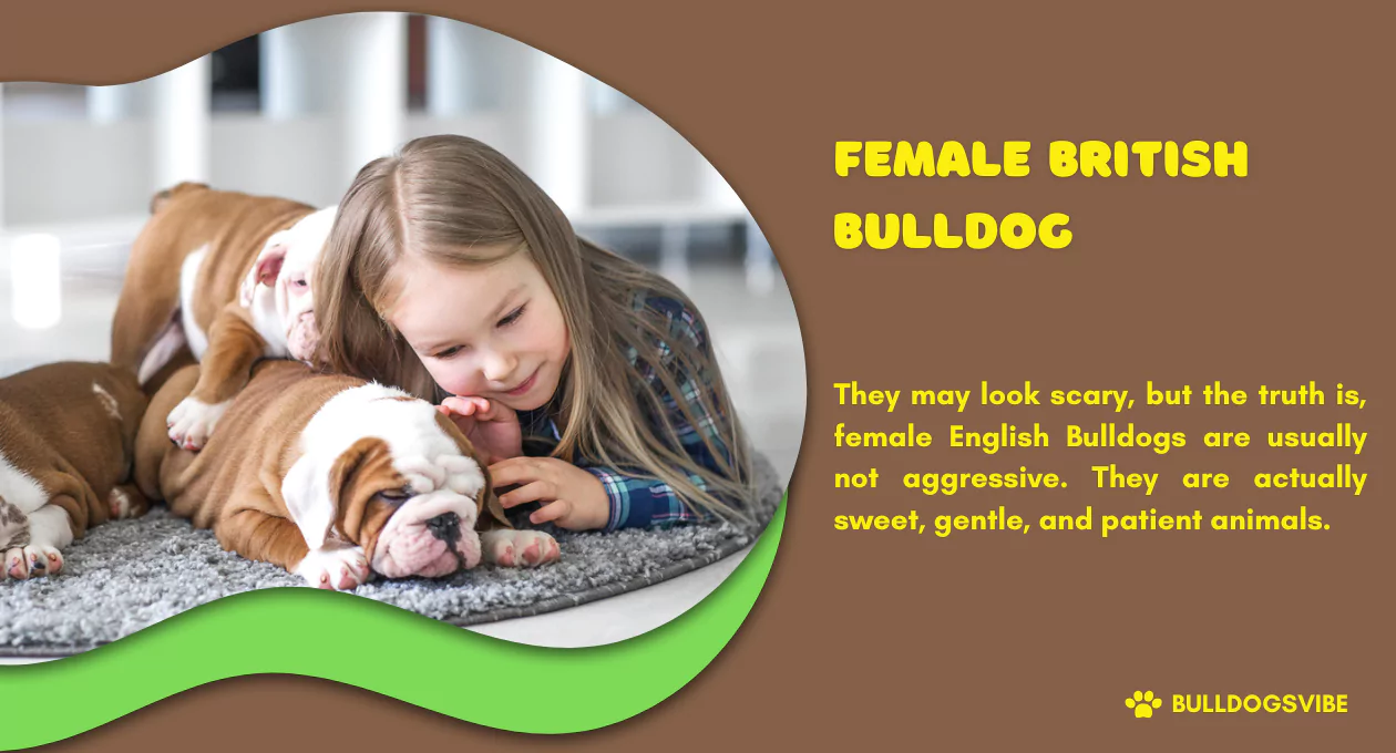 female british bulldog