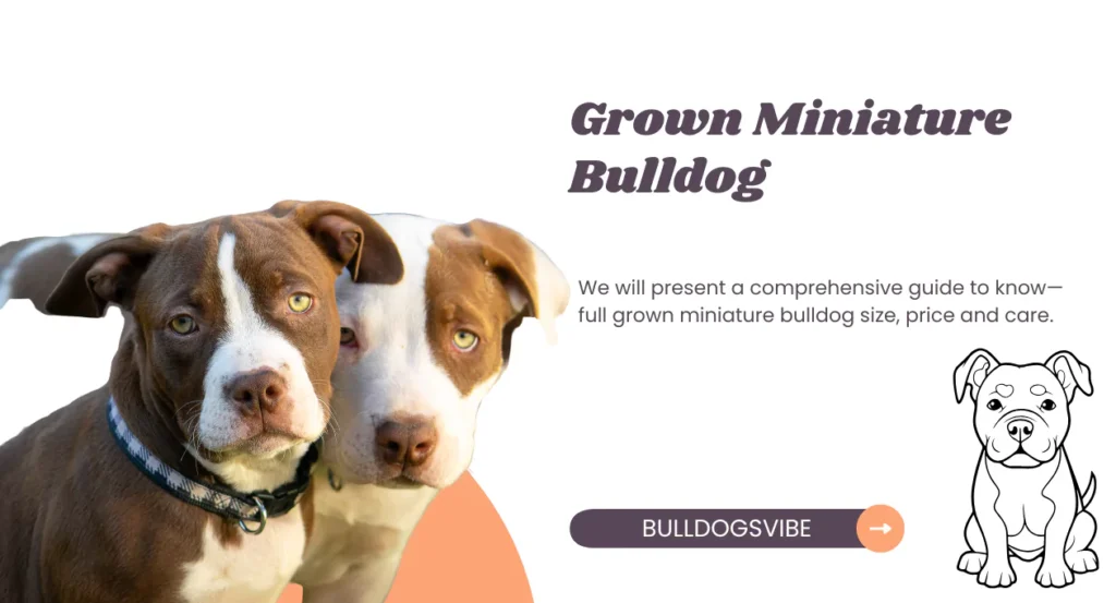 The Grown Miniature Bulldog: A Complete Guide to Size, Price, and Care