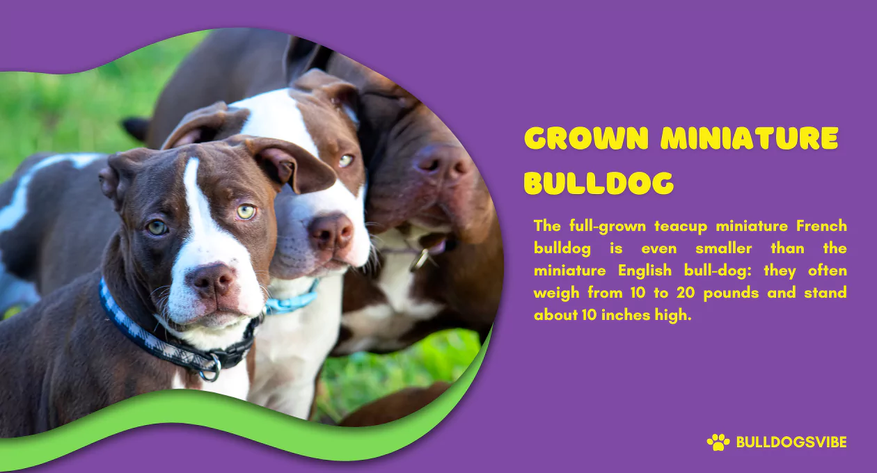The Grown Miniature Bulldog: A Complete Guide to Size, Price, and Care