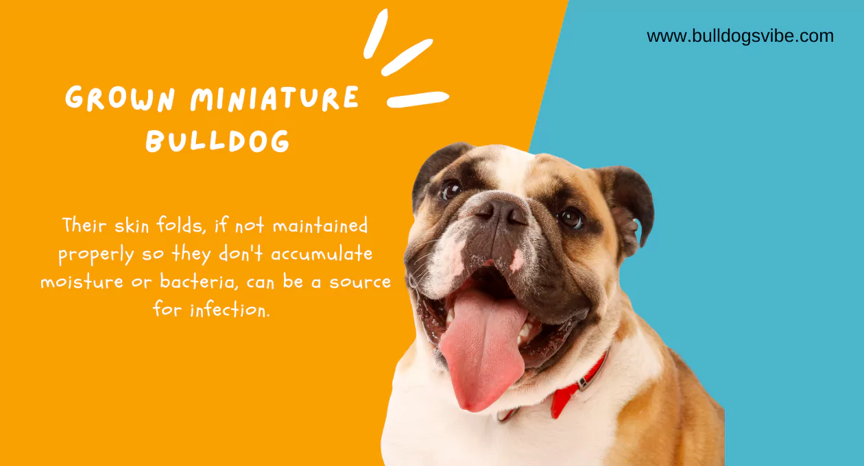 The Grown Miniature Bulldog: A Complete Guide to Size, Price, and Care
