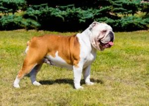 The Red British Bulldog: A Rare and Fascinating Breed 1 Fawn English Bulldog