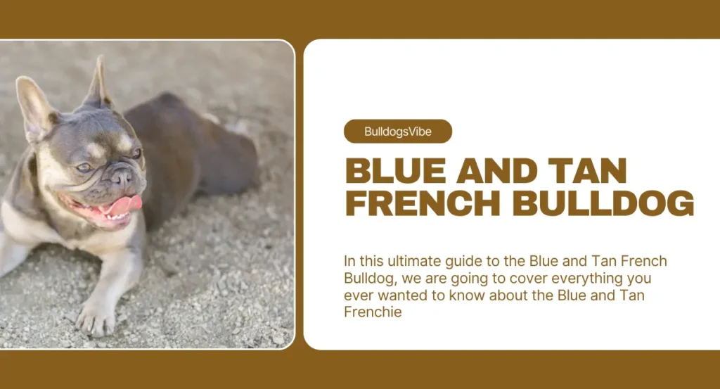 blue and tan french bulldog