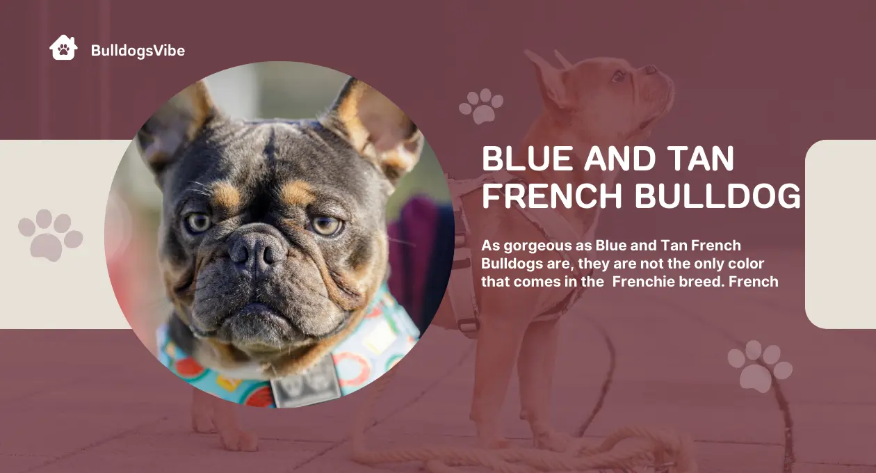 blue and tan french bulldog
