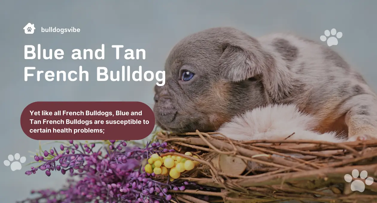 blue and tan french bulldog