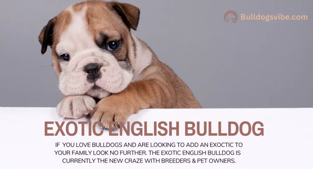 exotic english bulldog