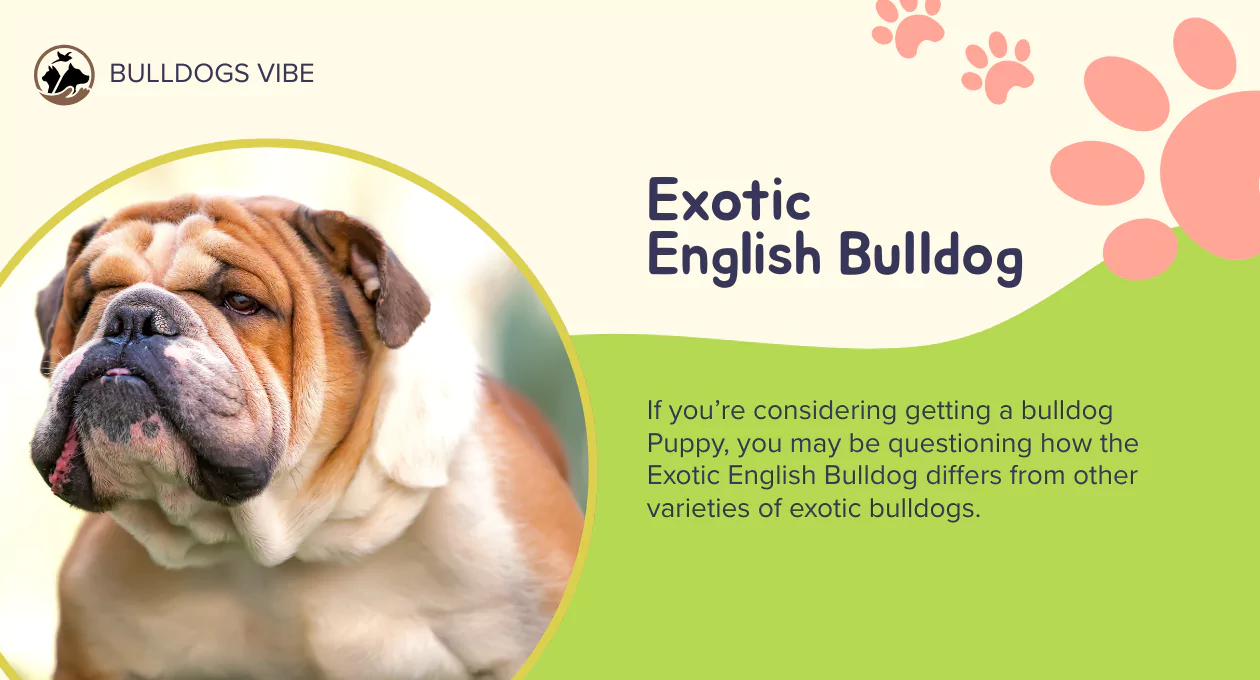 exotic english bulldog