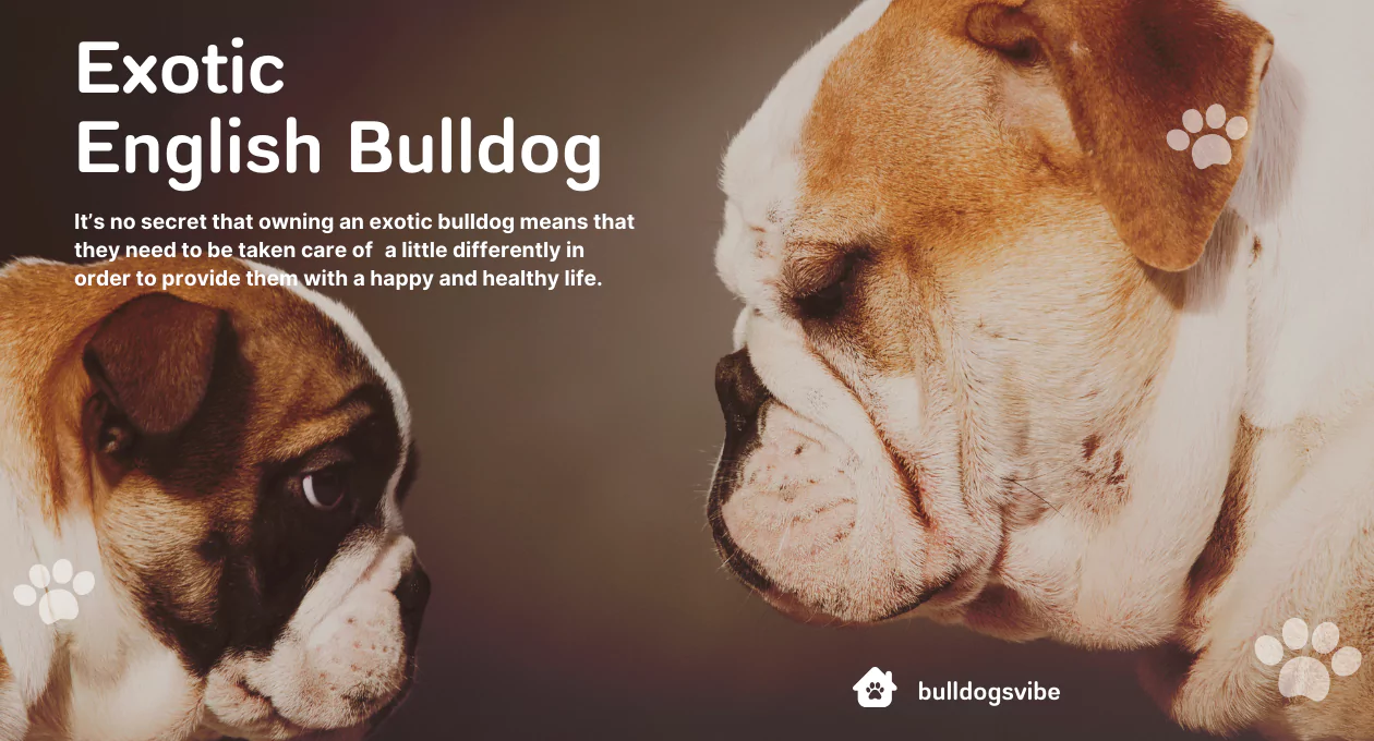 exotic english bulldog