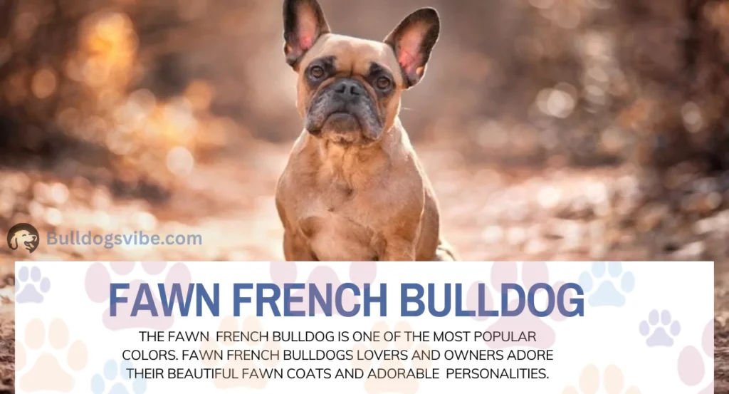 fawn french bulldog