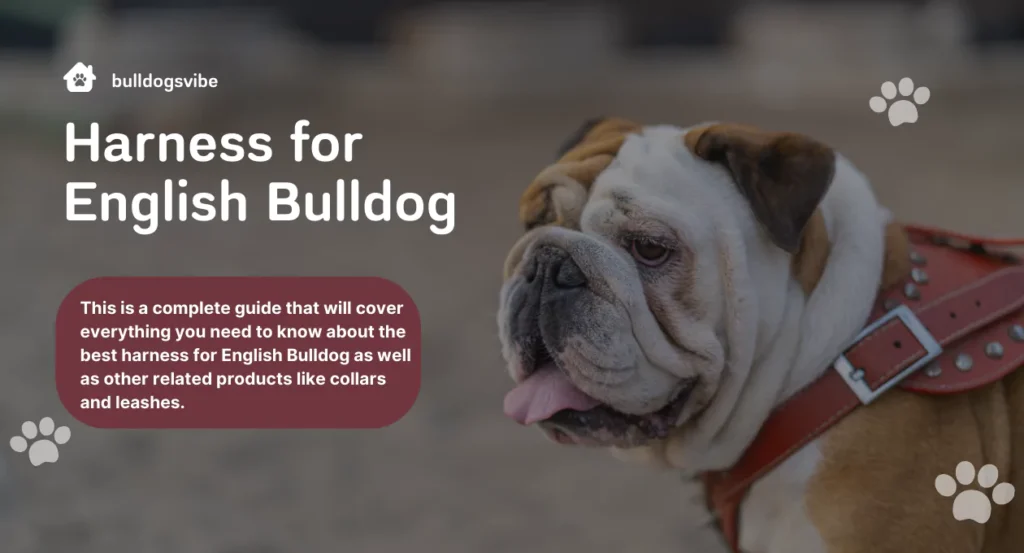 harness for english bulldog